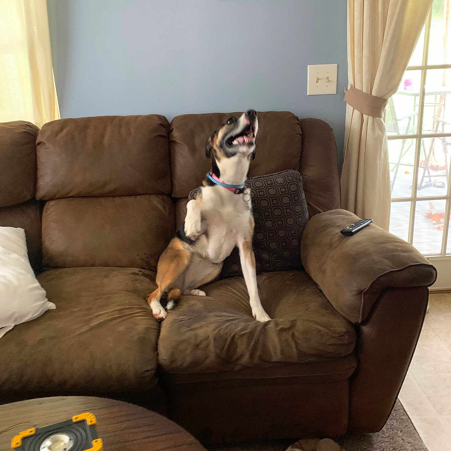 Daisy