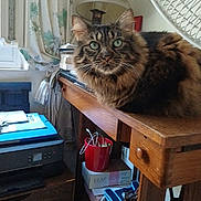 Gaëlle Le Deunff a rejoint le concours — aidez-le/la à gagner de superbes lots ! cat, tabby_cat, furniture, desk, lamp, window, curtain, fan, red_cup, cables, paper, printer, shelf, indoor, household_items, wood, fluffy, relaxed, pet, domestic