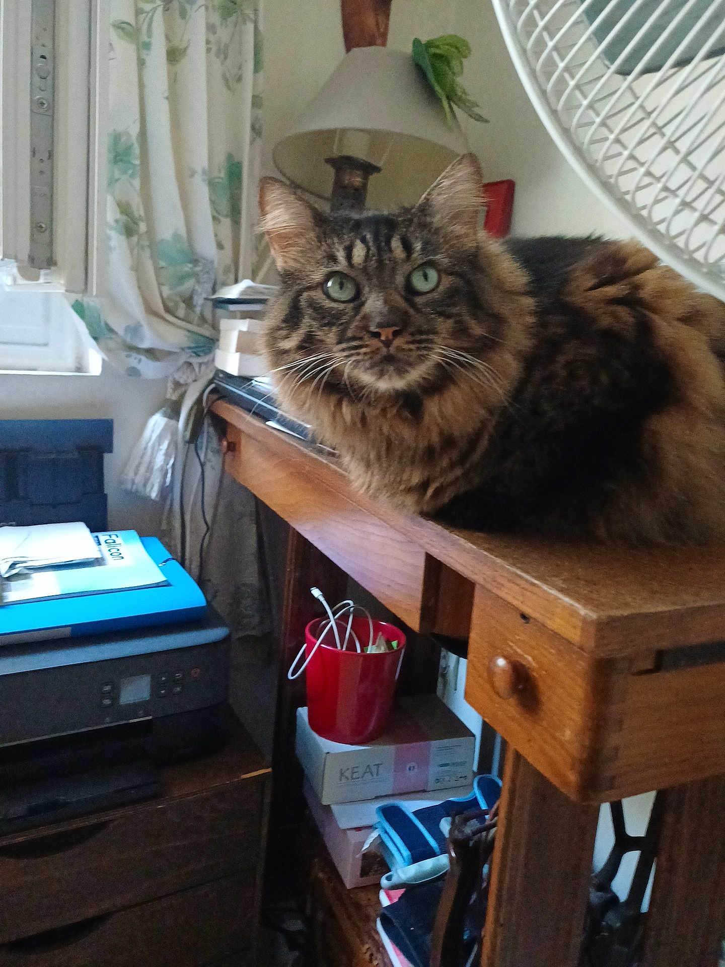 Gaëlle Le Deunff a rejoint le concours — aidez-le/la à gagner de superbes lots ! cat, tabby_cat, furniture, desk, lamp, window, curtain, fan, red_cup, cables, paper, printer, shelf, indoor, household_items, wood, fluffy, relaxed, pet, domestic