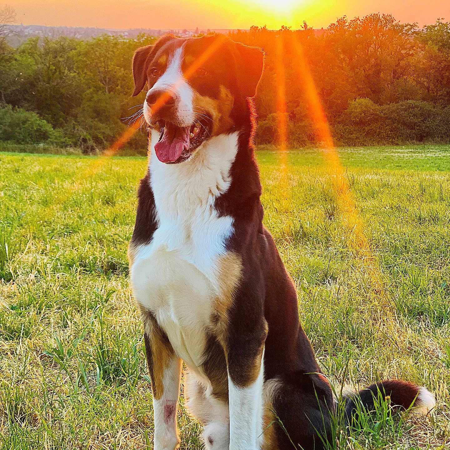 Optimus a rejoint le concours — aidez-le/la à gagner de superbes lots ! animal, canine, dog, field, flare, grass, grassland, hound, light, nature, outdoors, pet, plant, puppy, sky, summer, sun, sunlight, sunrise, vegetation