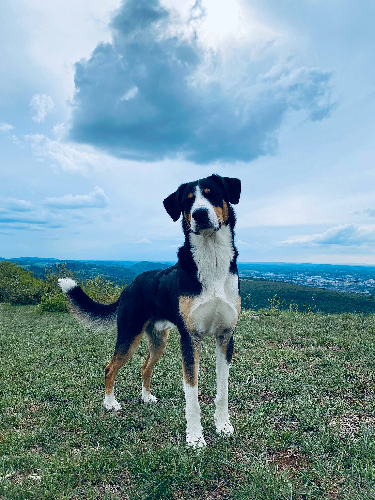 Optimus participe au concours pour gagner de l'argent avec cette photo : canidae, carnivore, cloud, collar, companion_dog, dog, dog_breed, dog_collar, grass, grassland, herding_dog, horizon, plant, recreation, sky, sporting_group, tail, water, working_animal, working_dog