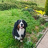 dog, bernese_mountain_dog, grass, greenery, bushes, flowers, outdoor, nature, pet, canine, happy, smiling, yard, garden, scenic, rural, house, pathway, daylight, landscape