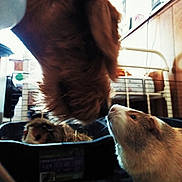 Mya joined the competition — help win amazing prizes! animal, cage, close_interaction, close_up, companion, curious, dog, domestic, furry, fuzzy, guinea_pig, hay, household, indoor, litter_box, mammal, nose_to_nose, pet, small_animal, wooden_wall
