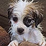 puppy, wet, dog, pet, cute, small_dog, fur, animal, indoors, close_up, face, ears, paws, couch, texture, expression, looking, adorable, young, snout