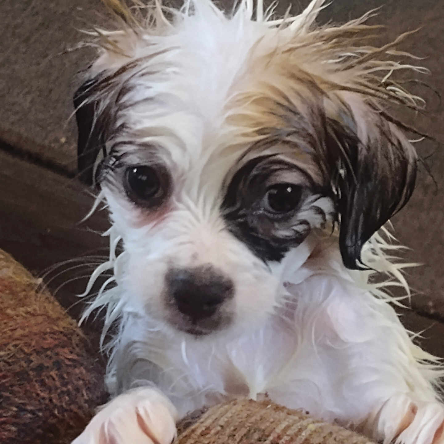 Shadow joined the competition — help win amazing prizes! adorable, animal, close_up, couch, cute, dog, ears, expression, face, fur, indoors, looking, paws, pet, puppy, small_dog, snout, texture, wet, young