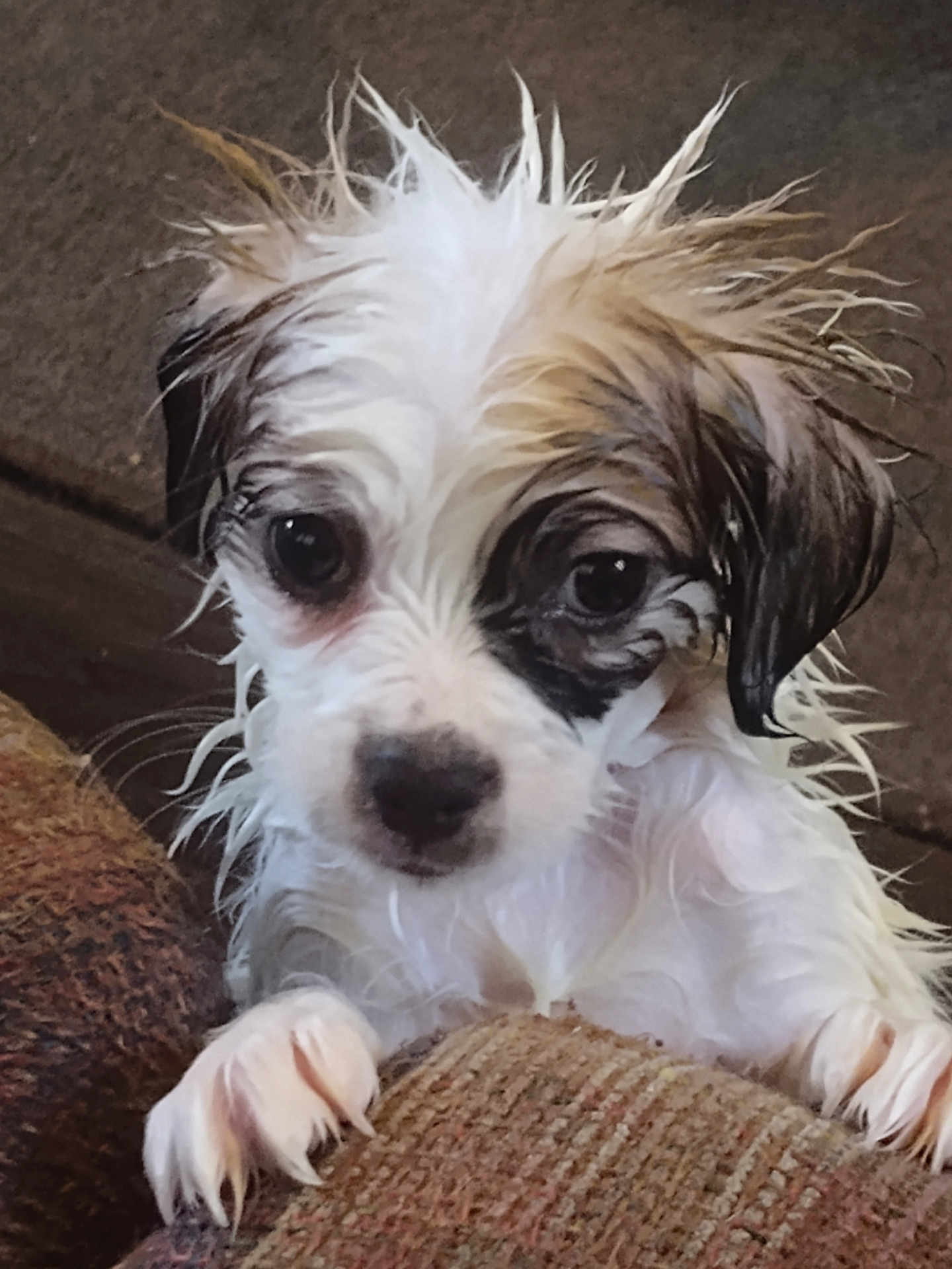 Shadow joined the competition — help win amazing prizes! puppy, wet, dog, pet, cute, small_dog, fur, animal, indoors, close_up, face, ears, paws, couch, texture, expression, looking, adorable, young, snout