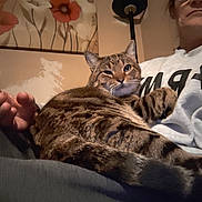 Poppy joined the competition — help win amazing prizes! animal, cat, comfortable, couch, cozy, domestic, feline, floral_painting, hand, home, indoor, paw, person, pet, relaxing, sitting, sweatshirt, tabby_cat, tail, wall