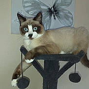 Charly participe au concours pour gagner de l'argent avec cette photo : cat, siamese_cat, blue_eyes, cat_tree, indoor, pet, animal, fur, whiskers, paws, playful, relaxed, wall_art, butterfly, decor, gray, white, brown, cute, feline