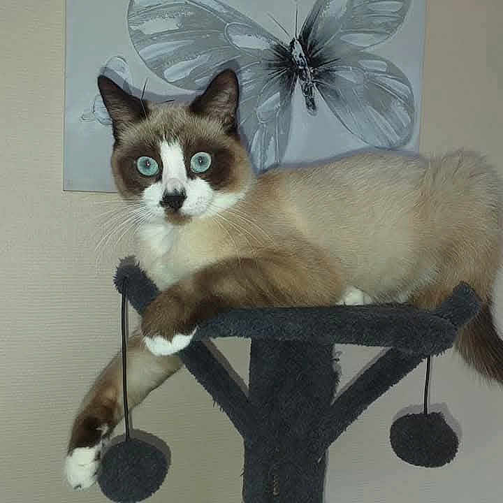 Charly participe au concours pour gagner de l'argent avec cette photo : animal, blue_eyes, brown, butterfly, cat, cat_tree, cute, decor, feline, fur, gray, indoor, paws, pet, playful, relaxed, siamese_cat, wall_art, whiskers, white