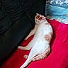 animal, black_couch, cat, closeup, comfort, cozy, domestic_animal, feline, fur, home, indoor, orange_cat, pet, pillow, red_blanket, relaxed, resting, sleepy, tropical_pillow, white_cat