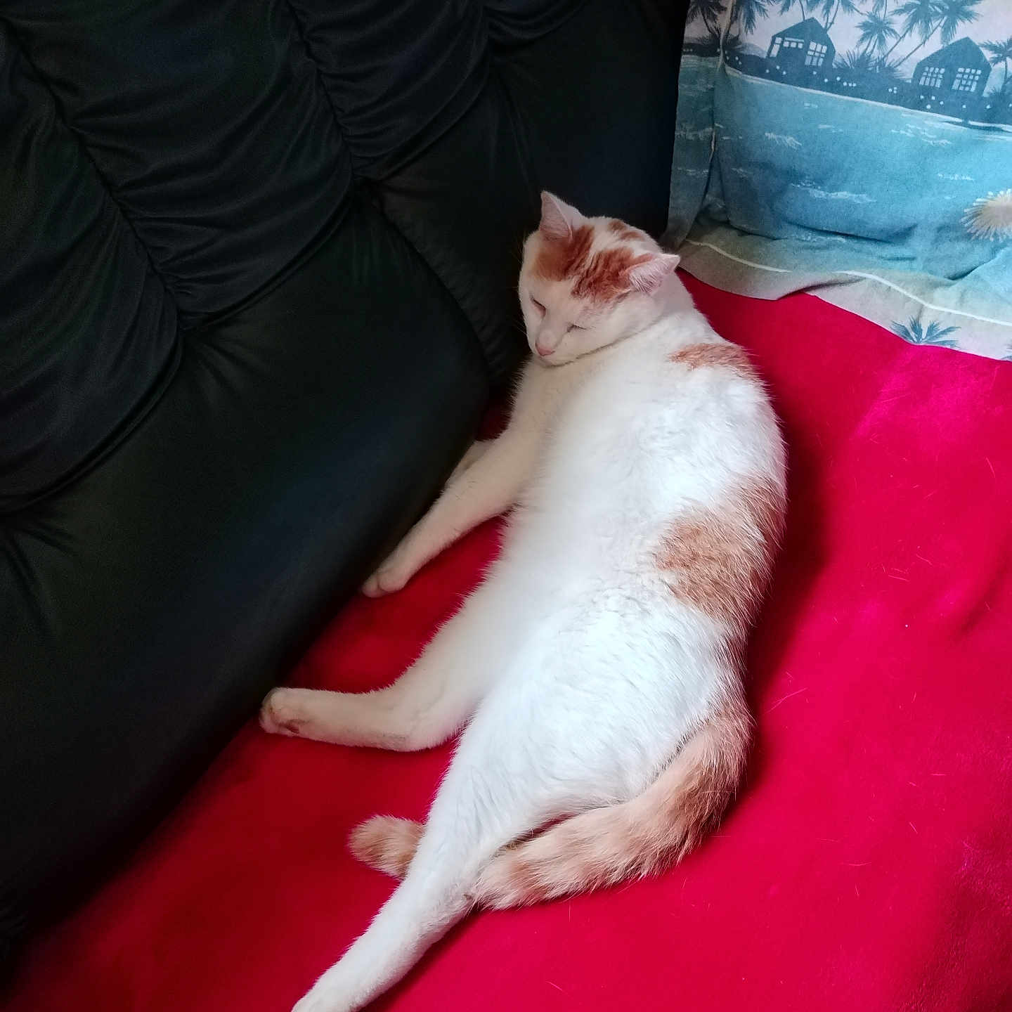 Tornade participe au concours pour gagner de l'argent avec cette photo : animal, black_couch, cat, closeup, comfort, cozy, domestic_animal, feline, fur, home, indoor, orange_cat, pet, pillow, red_blanket, relaxed, resting, sleepy, tropical_pillow, white_cat