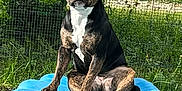 Tess a rejoint le concours — aidez-le/la à gagner de superbes lots ! animal, black_and_brown_dog, blue_platform, bush, canine, dog, domestic_animal, fence, garden, grass, greenery, leaves, nature, outdoor, pet, portrait, sitting, summer, sunlight, watchful