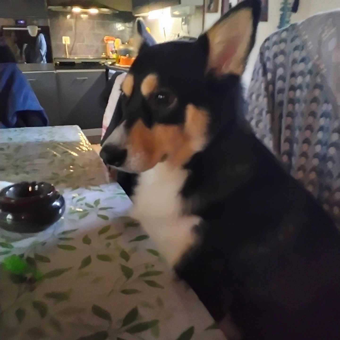 Plume participe au concours pour gagner de l'argent avec cette photo : animal, background, canine, chair, cozy, decor, dog, domestic, furniture, home, indoor, kitchen, leaf_pattern, pet, seated, side_profile, soft_lighting, table, tablecloth, tricolor