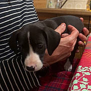 Chaloe participe au concours pour gagner de l'argent avec cette photo : puppy, dog, person, striped_shirt, hands, tablecloth, plaid_pants, indoor, tile_wall, black_and_white, cute, young_animal, pet, holding, furniture, kitchen, domestic, small_dog, animal, cozy