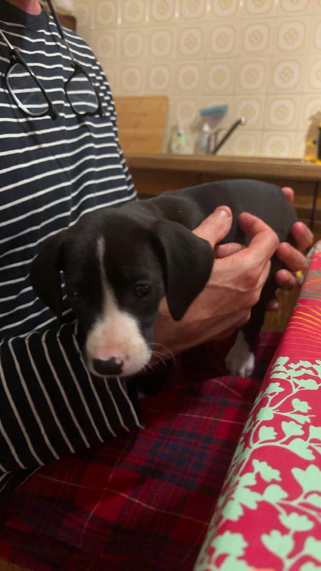 Chaloe participe au concours pour gagner de l'argent avec cette photo : puppy, dog, person, striped_shirt, hands, tablecloth, plaid_pants, indoor, tile_wall, black_and_white, cute, young_animal, pet, holding, furniture, kitchen, domestic, small_dog, animal, cozy