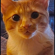 Moritz joined the competition — help win amazing prizes! animal, background, blurry, cat, close_up, curious, domestic_cat, ears, eyes, face, feline, fur, indoor, looking, orange_cat, pet, phone_interface, portrait, screenshot, whiskers