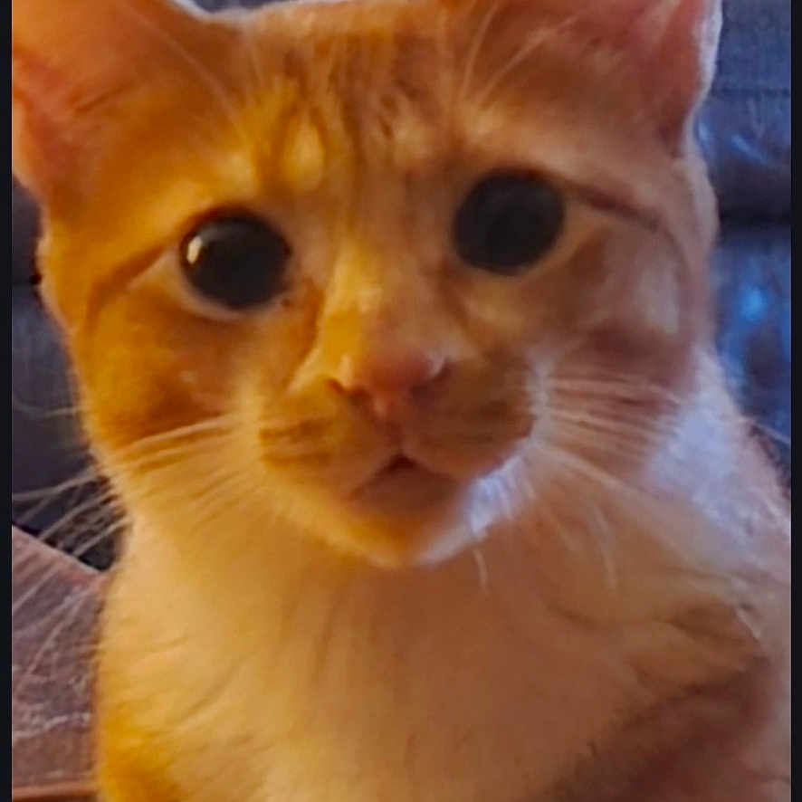 Moritz joined the competition — help win amazing prizes! animal, background, blurry, cat, close_up, curious, domestic_cat, ears, eyes, face, feline, fur, indoor, looking, orange_cat, pet, phone_interface, portrait, screenshot, whiskers