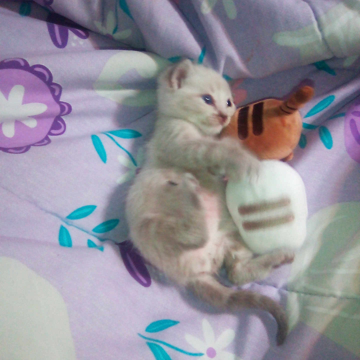 Angle is registered to the contest to win money with this photo: animal, bed, bedroom, blanket, cat, cushion, ferret, furniture, homedecor, indoors, kitten, person, pet, plush, purple, quilt, room, siamese, sleeping, toy