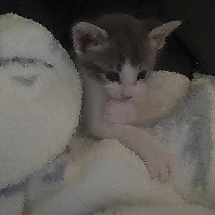 Muezy