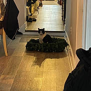 Luky is registered to the contest to win money with this photo: black_and_white_cat, carpet, cat, chair, coat, decor, domestic, furniture, hallway, home, indoor, light, pet, quiet, shadow, shoes, table, window, wooden_floor, wreath