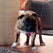 Bravo is registered to the contest to win money with this photo: animal, brindle, canine, carpet, companion, curious, cushion, cute, dog, domestic, furniture, indoor, living_room, mammal, paw, pet, pet_crate, standing, tile_floor, tongue_out