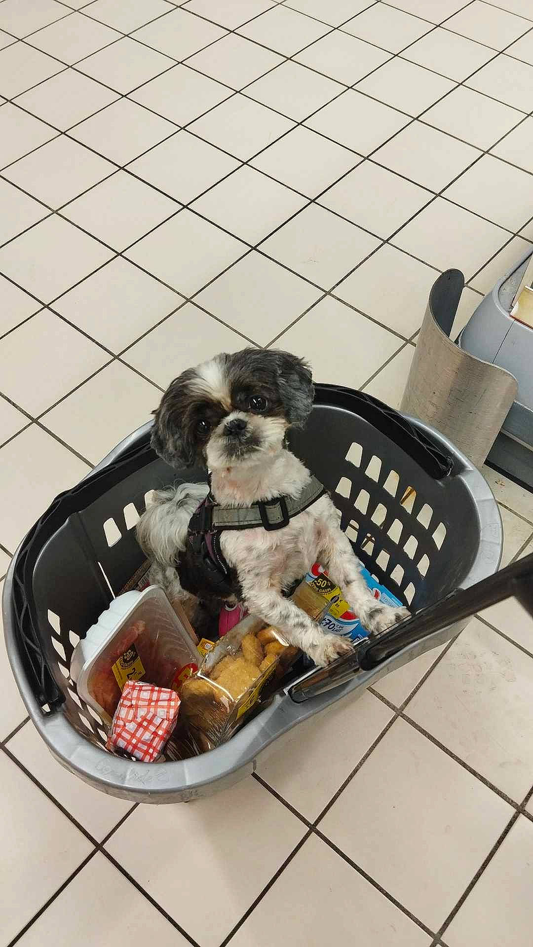 Lolita participe au concours pour gagner de l'argent avec cette photo : bag, basket, canidae, carnivore, collar, comfort_food, companion_dog, dog, dog_breed, dog_crate, dog_supply, fur, home_accessories, metal, pattern, pet_supply, recipe, sporting_group, toy_dog, working_animal