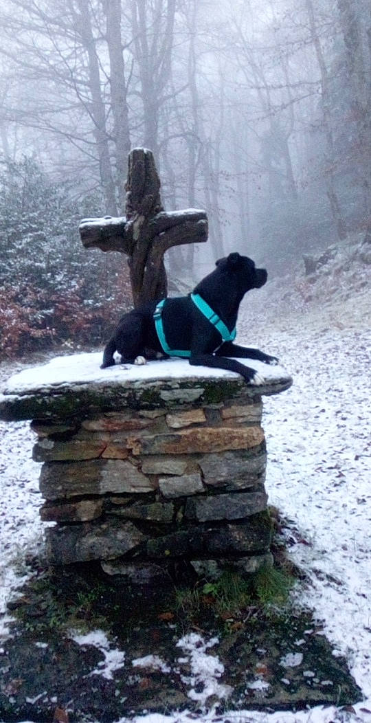Nao a rejoint le concours — aidez-le/la à gagner de superbes lots ! art, carnivore, dog, dog_breed, fog, freezing, mist, plant, rock, sculpture, snow, sporting_group, statue, tail, tree, trunk, twig, wilderness, winter, wood