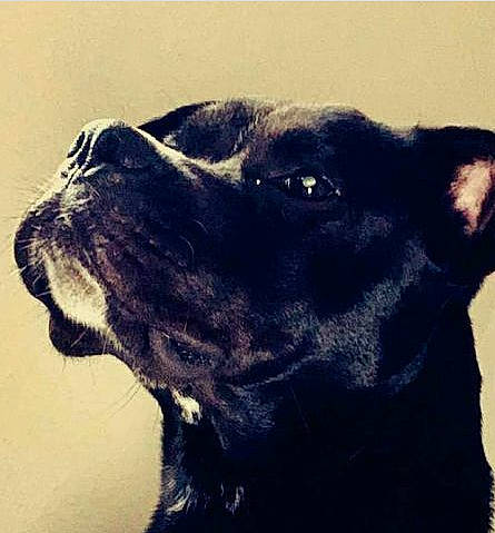 Nao a rejoint le concours — aidez-le/la à gagner de superbes lots ! borador, canidae, carnivore, collar, companion_dog, dog, dog_breed, dog_collar, ear, electric_blue, eye, fur, gesture, happy, liver, selfie, sporting_group, terrestrial_animal, whiskers, working_animal