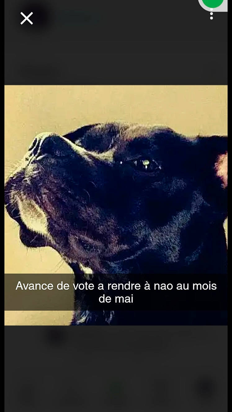 Nao a rejoint le concours — aidez-le/la à gagner de superbes lots ! carnivore, cat, dog_breed, electric_blue, felidae, font, fur, happy, head, photo_caption, rectangle, small_to_medium_sized_cats, snout, square, terrestrial_animal, whiskers