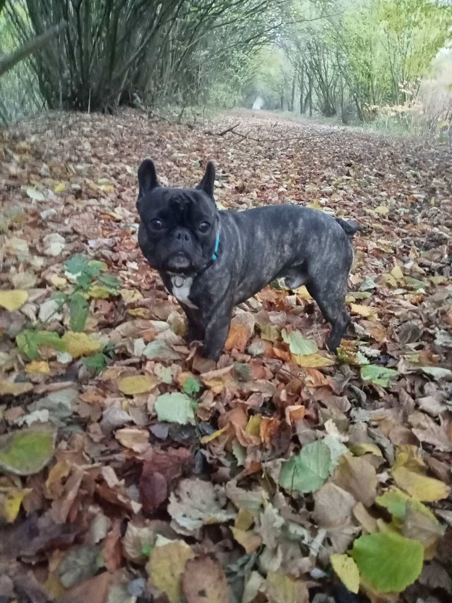 Salto participe au concours pour gagner de l'argent avec cette photo : canidae, carnivore, dog, dog_breed, fawn, grass, guard_dog, herding_dog, hunting_dog, non_sporting_group, plant, snout, soil, sporting_group, tail, terrestrial_animal, tree, wildlife, working_animal, working_dog