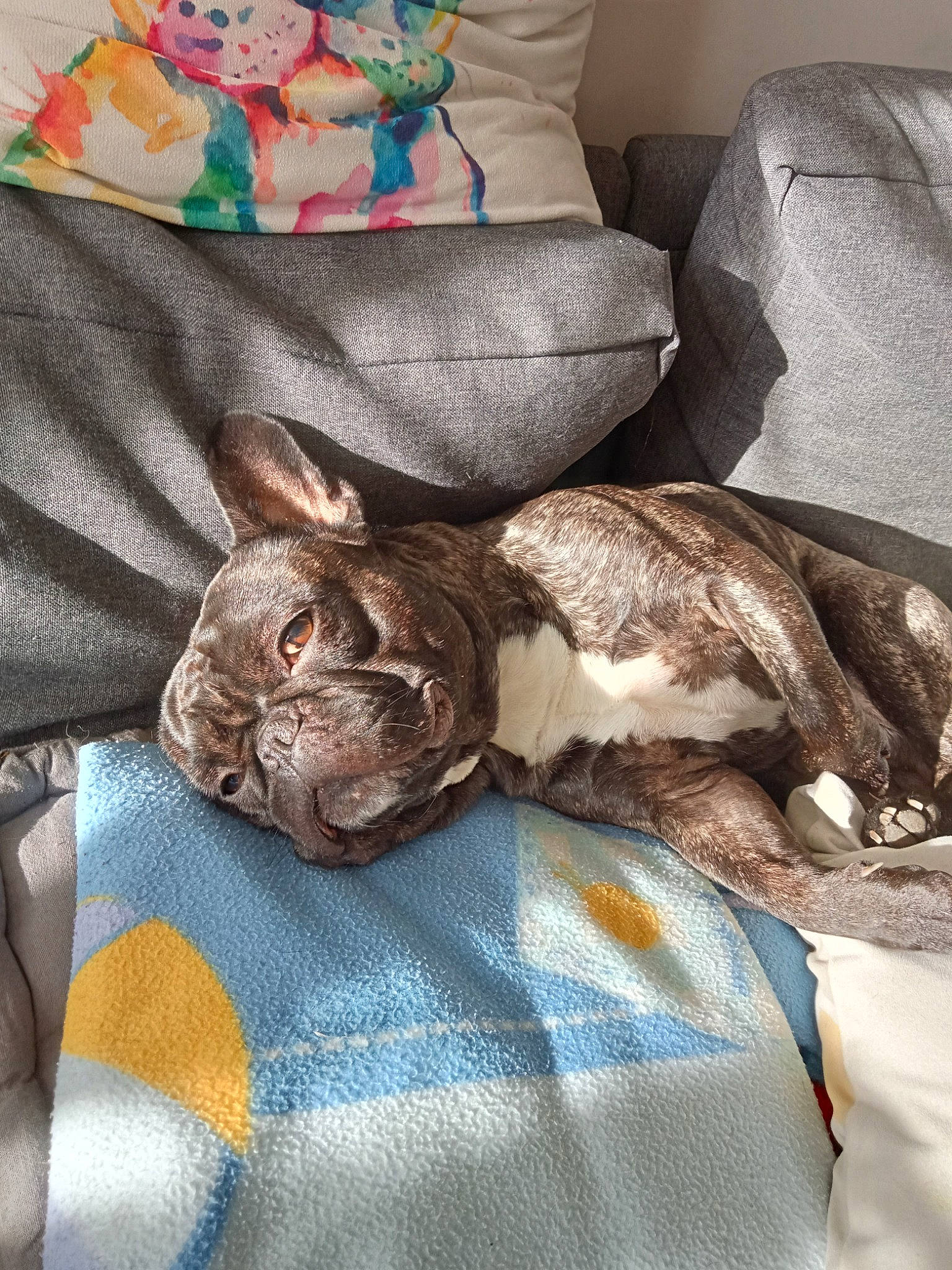 Salto participe au concours pour gagner de l'argent avec cette photo : bedding, carnivore, comfort, companion_dog, couch, dog_breed, domestic_short_haired_cat, fawn, felidae, fur, grey, linens, pillow, room, small_to_medium_sized_cats, tail, textile, throw_pillow, vertebrate, whiskers