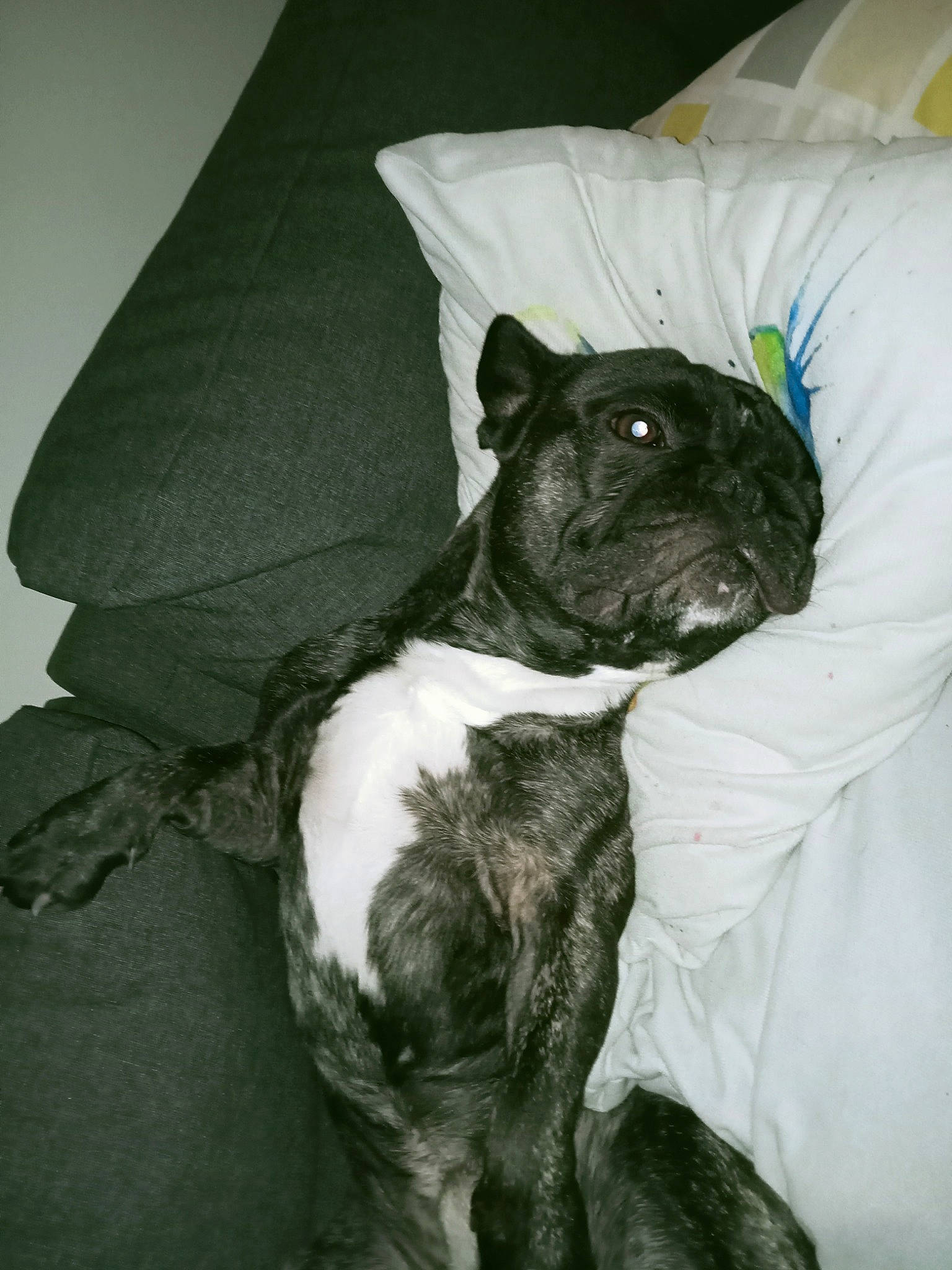 Salto participe au concours pour gagner de l'argent avec cette photo : canidae, carnivore, collar, comfort, companion_dog, dog, dog_breed, dog_clothes, dog_collar, fawn, fur, pug, sleeve, snout, sporting_group, tail, toy_dog, whiskers, working_animal, wrinkle