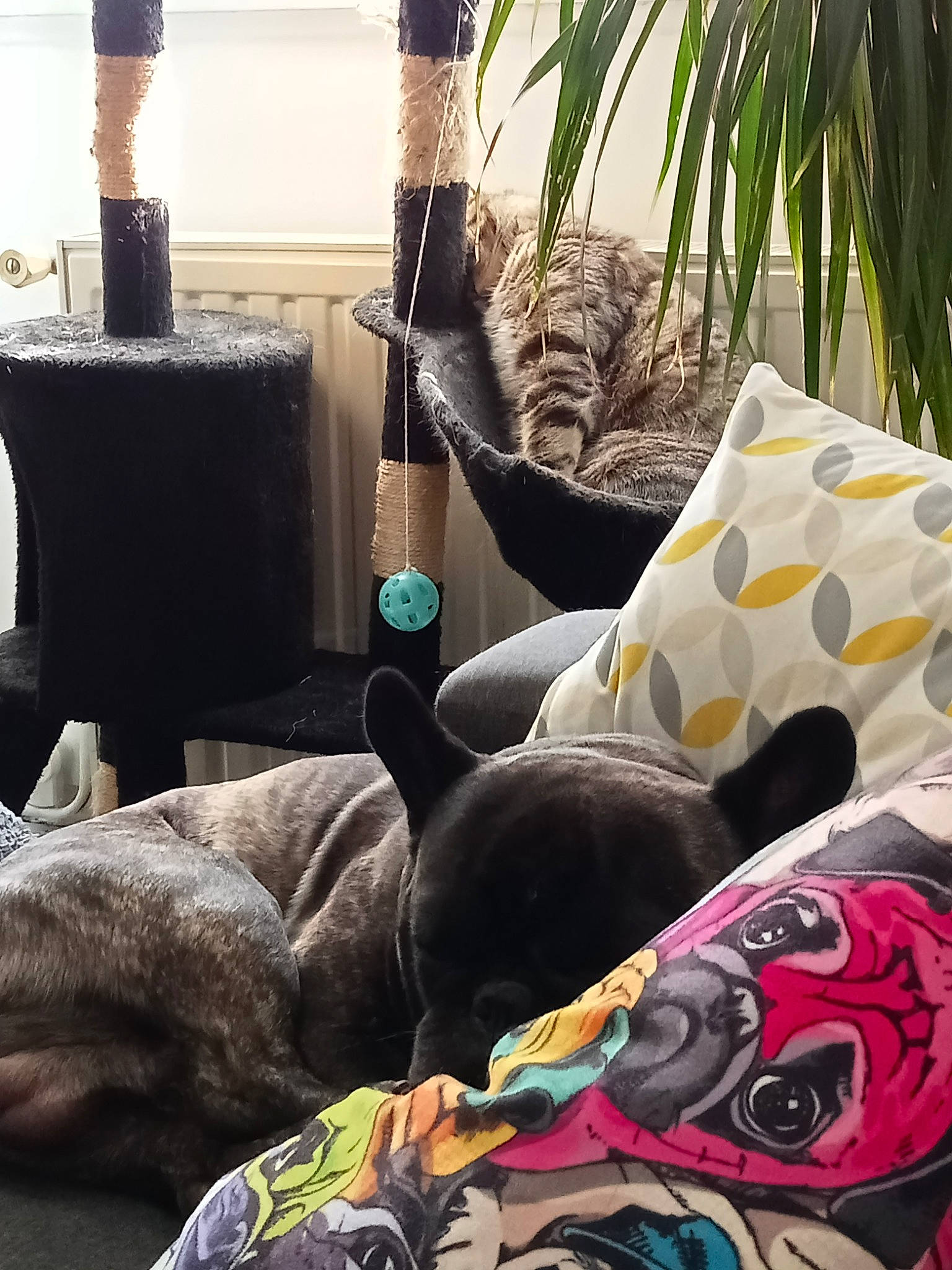 Oméga participe au concours pour gagner de l'argent avec cette photo : bag, bedding, carnivore, comfort, companion_dog, couch, dog, fawn, felidae, flooring, grey, linens, living_room, luggage_and_bags, mammal, pillow, room, small_to_medium_sized_cats, textile, wood