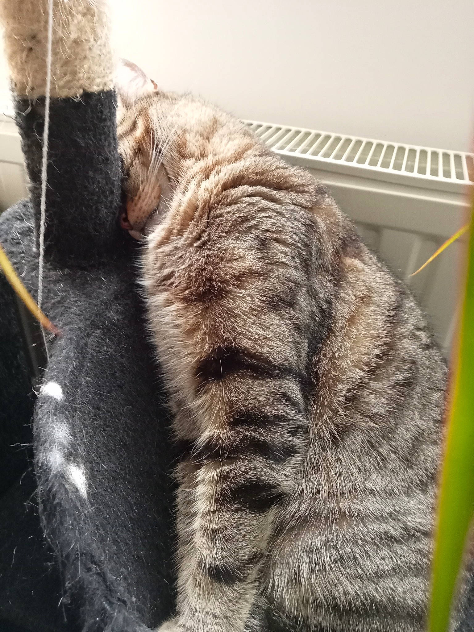 Oméga a rejoint le concours — aidez-le/la à gagner de superbes lots ! carnivore, cat, claw, domestic_short_haired_cat, felidae, fur, paw, small_to_medium_sized_cats, snout, tail, terrestrial_animal, whiskers