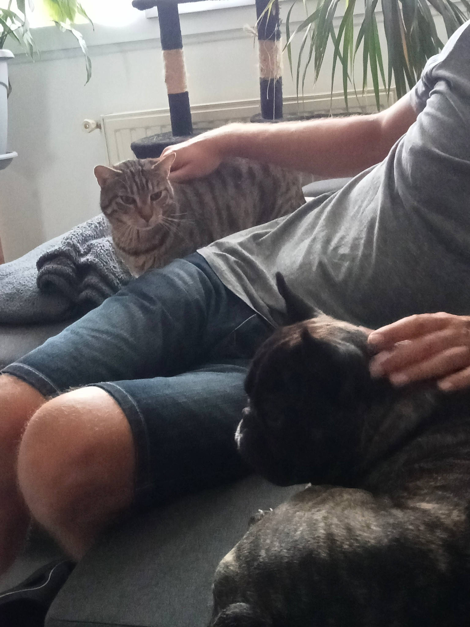 Oméga a rejoint le concours — aidez-le/la à gagner de superbes lots ! carnivore, cat, comfort, companion_dog, couch, elbow, fawn, felidae, human_leg, lap, leg, light, plant, shoulder, small_to_medium_sized_cats, snapshot, thigh, tree, window, wood