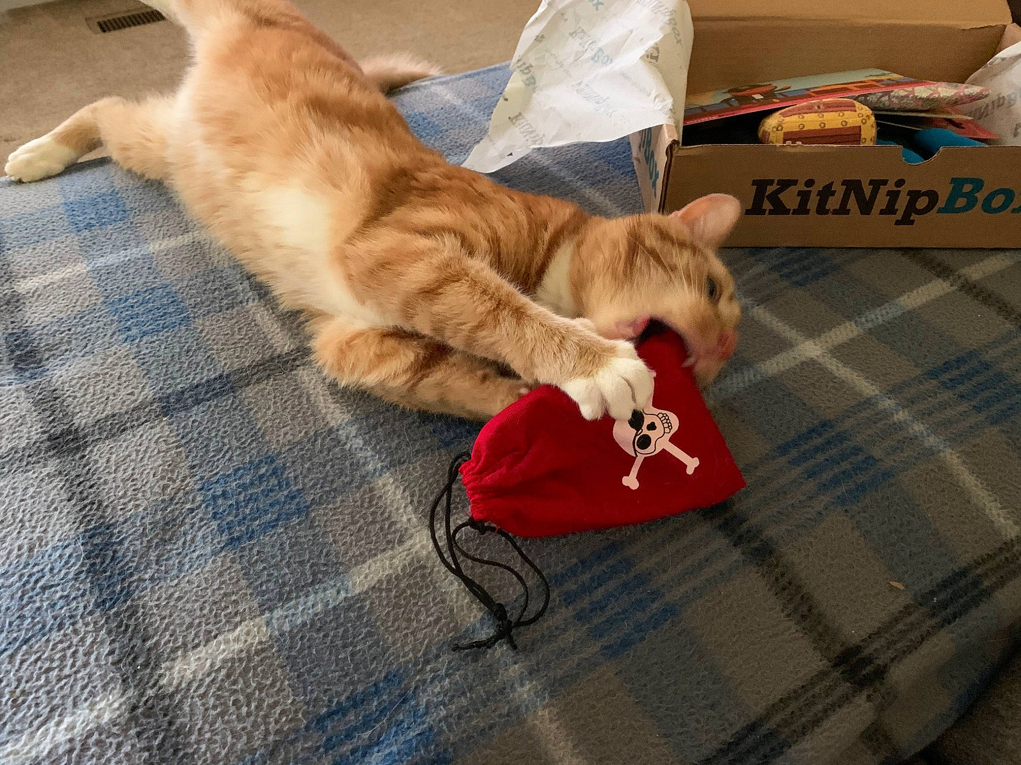 Marie joined the competition — help win amazing prizes! asian, carnivore, cat, claw, design, domestic_short_haired_cat, european_shorthair, felidae, fur, kitten, nap, pattern, paw, play, small_to_medium_sized_cats, tabby_cat, tail, textile, whiskers, wood