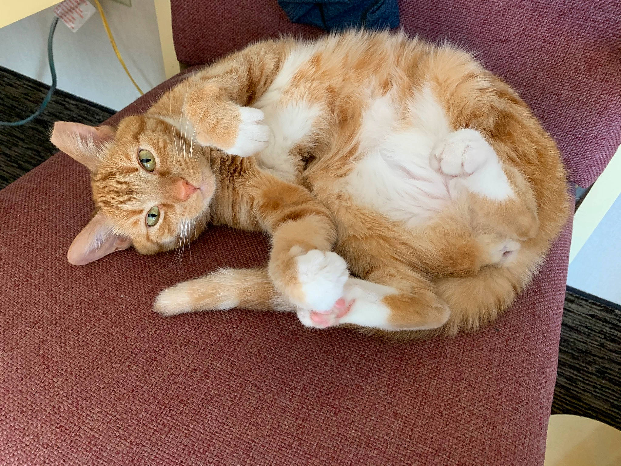 Marie is registered to the contest to win money with this photo: aegean_cat, asian, carnivore, cat, claw, ear, european_shorthair, fawn, felidae, fur, german_rex, kitten, nap, paw, polydactyl_cat, sleep, small_to_medium_sized_cats, tabby_cat, tail, whiskers