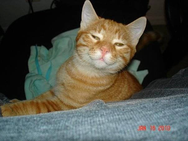 Bean is registered to the contest to win money with this photo: aegean_cat, american_wirehair, arabian_mau, asian, australian_mist, carnivore, cat, domestic_short_haired_cat, european_shorthair, eye, fawn, felidae, german_rex, kitten, mammal, small_to_medium_sized_cats, tabby_cat, vertebrate, whiskers