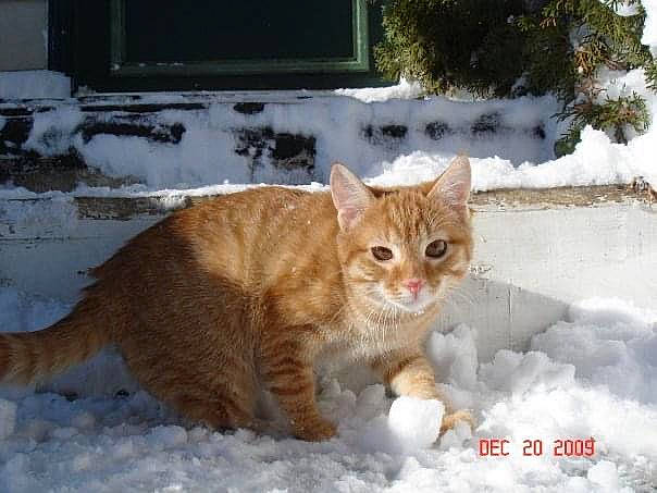 Bean is registered to the contest to win money with this photo: aegean_cat, american_wirehair, arabian_mau, carnivore, cat, domestic_short_haired_cat, dragon_li, european_shorthair, felidae, german_rex, kurilian_bobtail, mammal, small_to_medium_sized_cats, snout, snow, tabby_cat, tail, vertebrate, whiskers, wild_cat