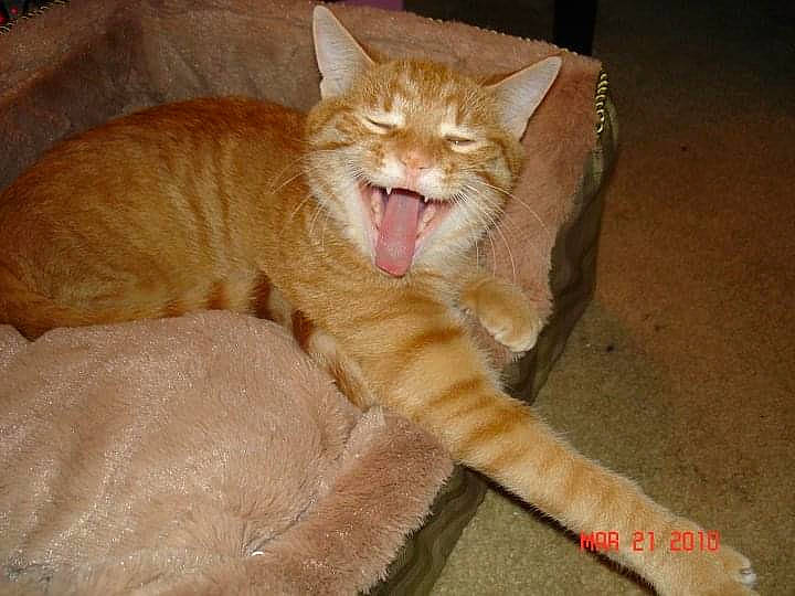 Bean joined the competition — help win amazing prizes! arabian_mau, asian, carnivore, cat, claw, domestic_short_haired_cat, dragon_li, european_shorthair, facial_expression, fawn, felidae, fur, german_rex, kitten, mammal, small_to_medium_sized_cats, tabby_cat, tail, whiskers