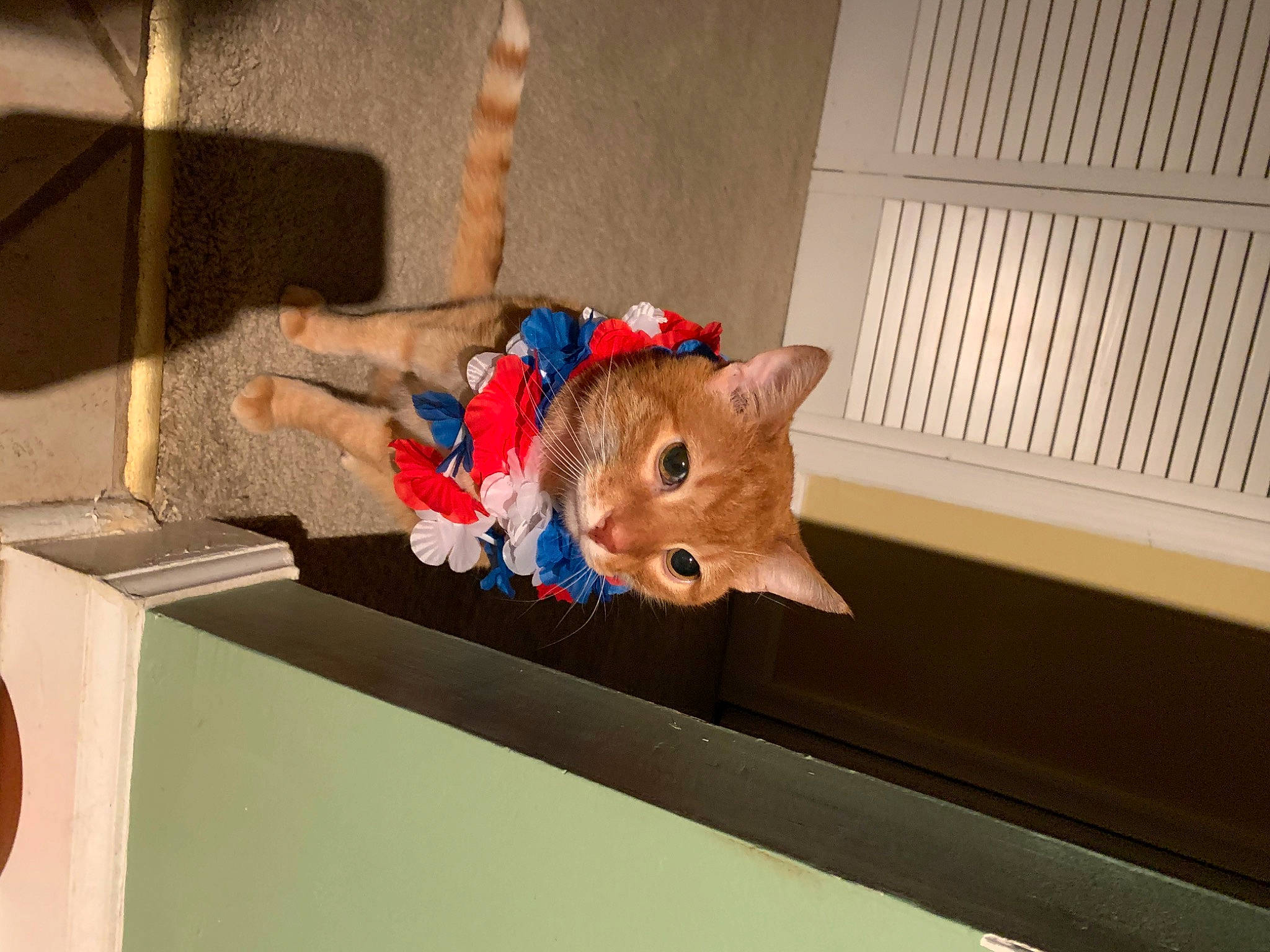 Bean is registered to the contest to win money with this photo: carnivore, cat, fawn, felidae, room, small_to_medium_sized_cats, whiskers