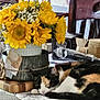 calico_cat, cat, cozy, domestic_animal, flower_vase, flowers, home_decor, indoor, nature, pet, plant, relaxation, resting, sleeping, still_life, sunflowers, table, wood, wooden_chair, yellow_flowers