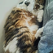 Perle participe au concours pour gagner de l'argent avec cette photo : cat, sleeping, fluffy, fur, white, brown, black, striped, animal, pet, cozy, curled_up, resting, indoor, close_up, paw, soft, cute, relaxed, feline