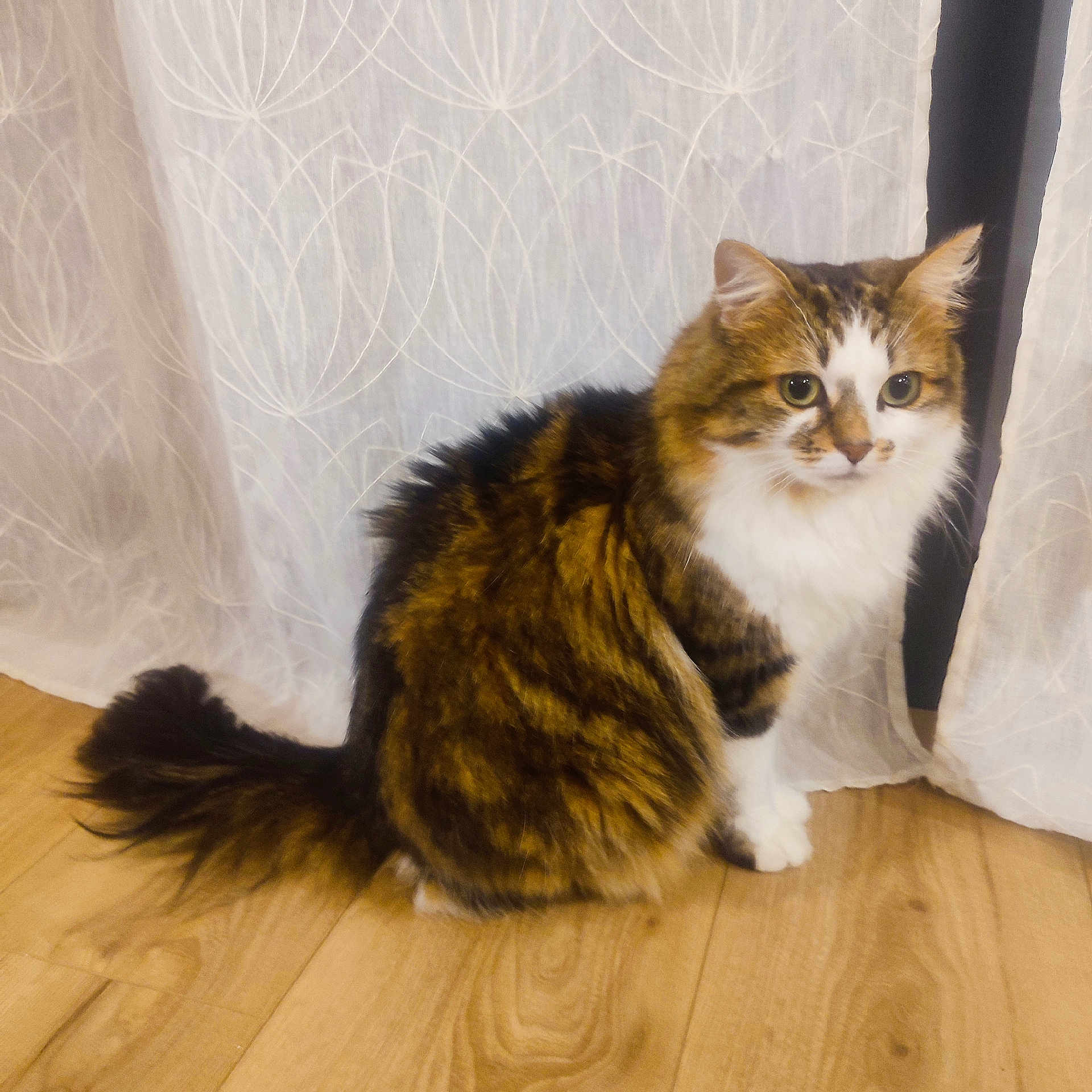 Perle participe au concours pour gagner de l'argent avec cette photo : animal, calm, cat, curious, curtain, cute, domestic, ears, eyes, feline, fluffy, fur, indoor, pet, sitting, tabby, tail, whiskers, white, wooden_floor