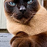 Mr. Kittles is registered to the contest to win money with this photo: cat, siamese_cat, close_up, blue_eyes, paw, fur, whiskers, animal, pet, indoor, portrait, relaxed, feline, mammal, cute, focused, texture, background_blur, resting, soft