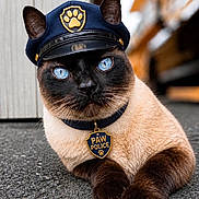 Mr. Kittles is registered to the contest to win money with this photo: cat, siamese_cat, police_hat, paw_police_badge, blue_eyes, animal, pet, fur, whiskers, outdoor, texture, close_up, portrait, costume, hat, badge, lying_down, focused, cute, animal_portrait
