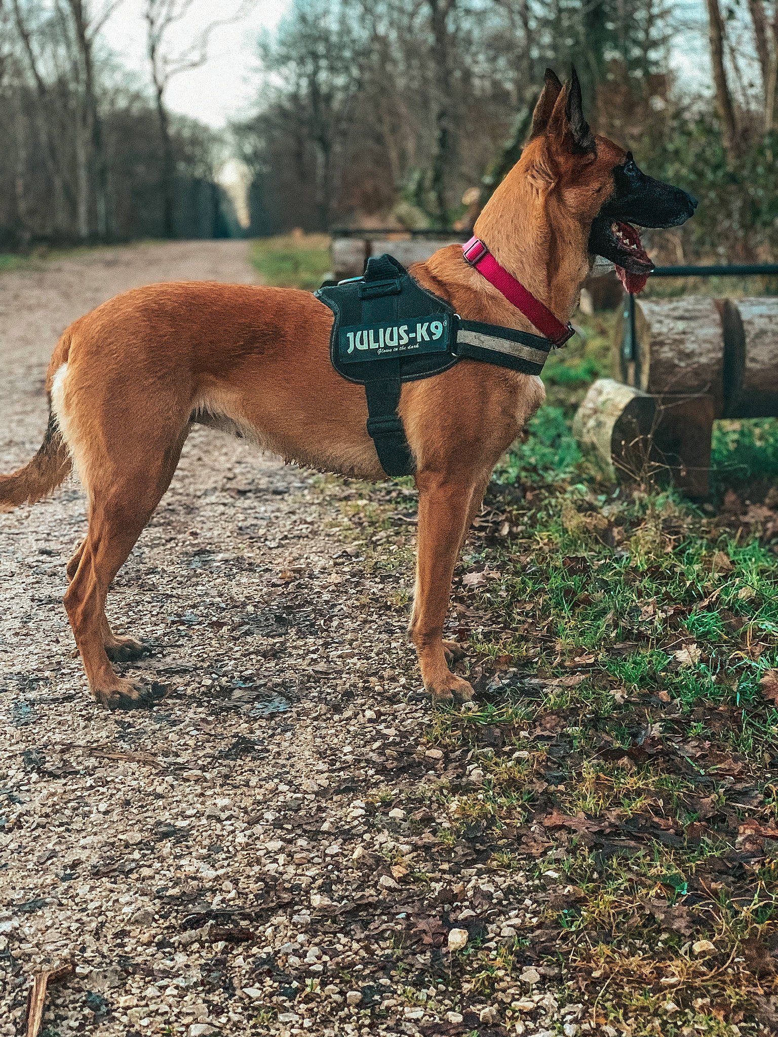 Mira participe au concours pour gagner de l'argent avec cette photo : animal_sports, canidae, carnivore, collar, companion_dog, dog, dog_breed, dog_sports, dog_supply, fawn, grass, liver, pet_supply, plant, sighthound, soil, sporting_group, tail, tree, working_animal