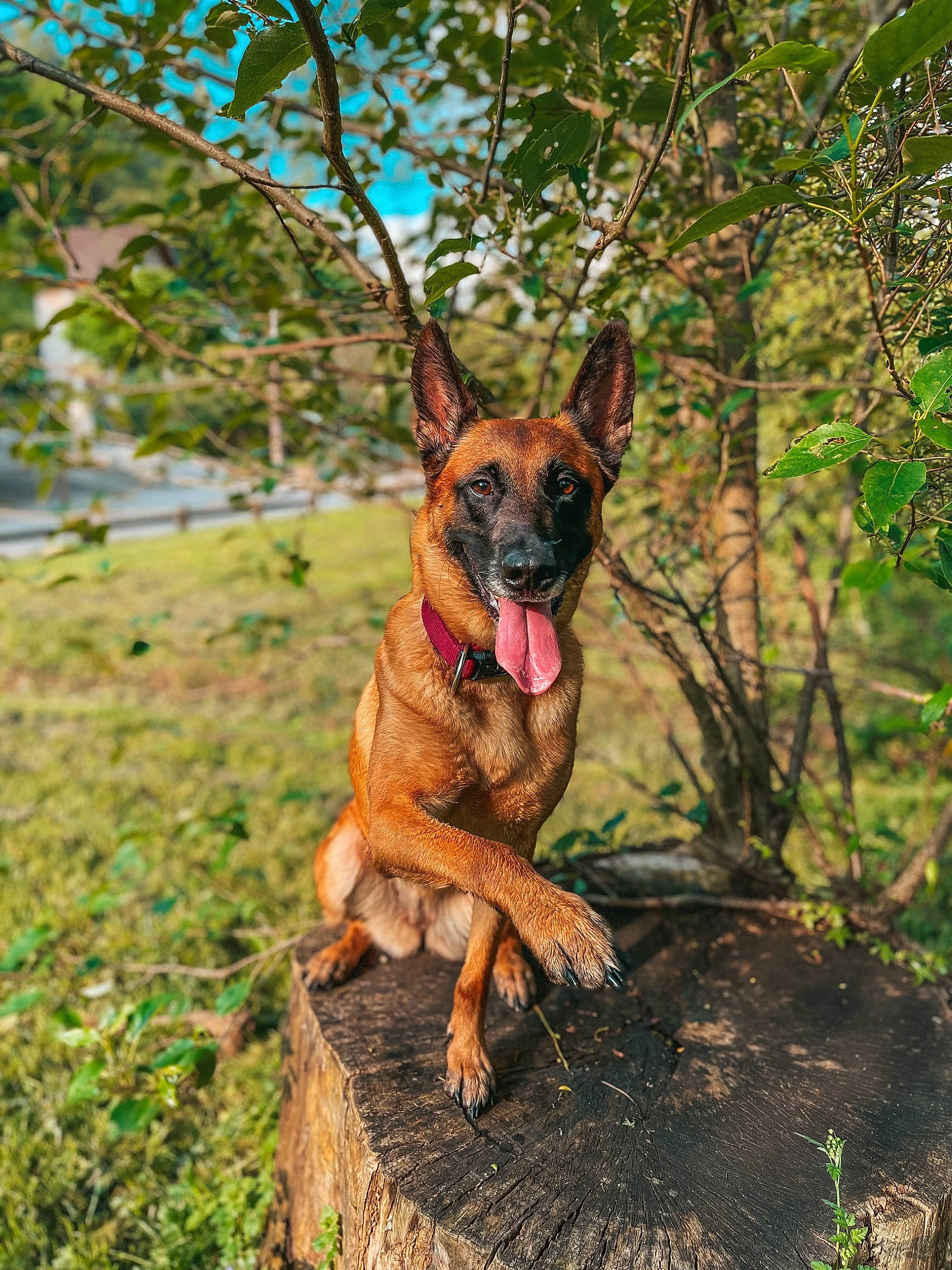 Mira participe au concours pour gagner de l'argent avec cette photo : biting, canidae, carnivore, dog, dog_breed, fawn, german_shepherd_dog, grass, guard_dog, old_german_shepherd_dog, plant, snout, sporting_group, tree, trunk, water, wildlife, wood, working_animal, working_dog