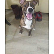 Diesel is registered to the contest to win money with this photo: dog, indoor, floor, shoes, air_conditioner, happy, pet, animal, brown, white, panting, blurred, background, home, cute, sitting, canine, mammal, ears_up, tongue_out