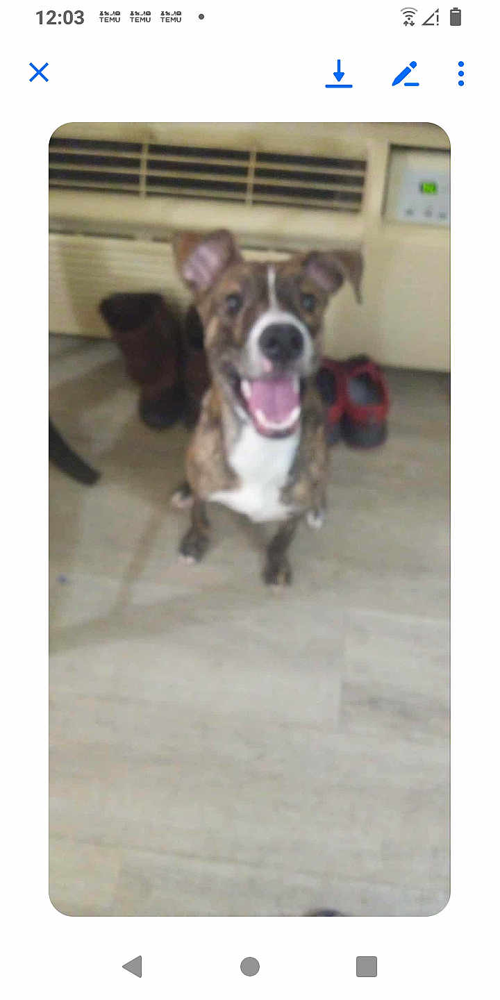 Diesel is registered to the contest to win money with this photo: dog, indoor, floor, shoes, air_conditioner, happy, pet, animal, brown, white, panting, blurred, background, home, cute, sitting, canine, mammal, ears_up, tongue_out